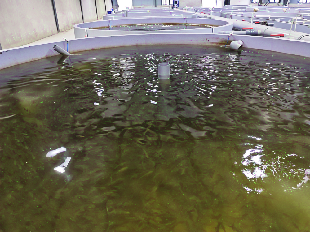 浙江南潯- 加州鱸魚(yú) - 淡水